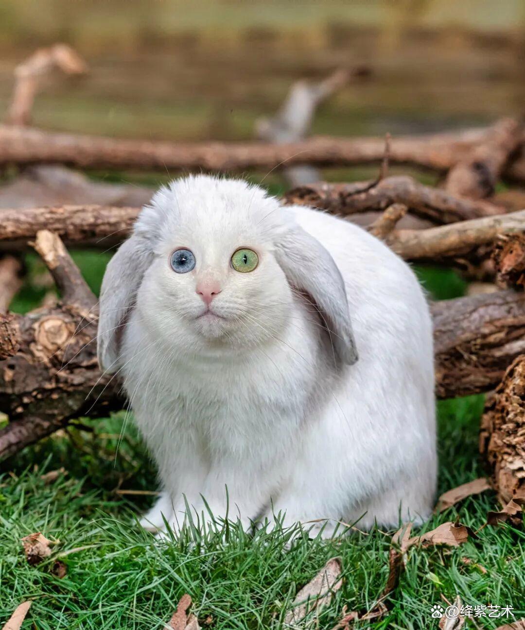 《一线牵动双核：揭秘电脑与服务器的无缝连接奥秘》